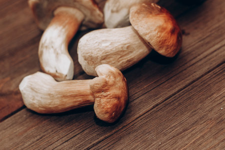 Boletus edulis on a table made of brown boards preparation for eating.の写真素材
