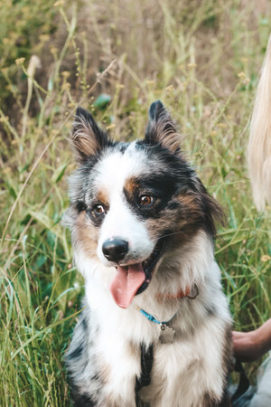 A dog of the Australian Shepherd breed with brown eyes on a walk, close-up.の写真素材