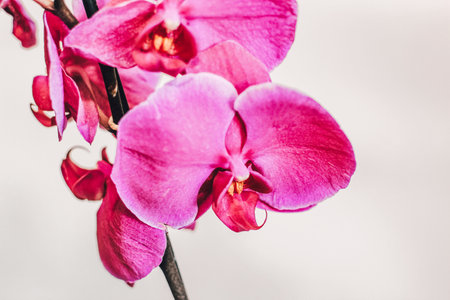 Branch of blooming purple orchid close-up, phalaenopsis.の写真素材