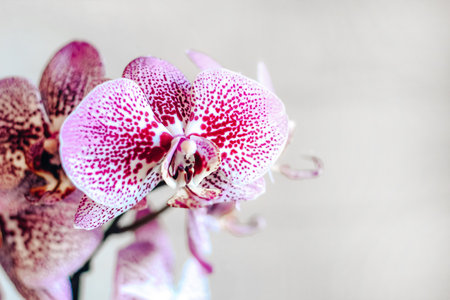 Branch of blooming purple orchid close-up, phalaenopsis.の写真素材