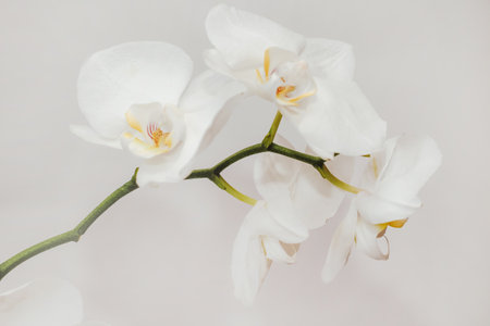 Branch of blooming white orchid close-up, phalaenopsis.の写真素材