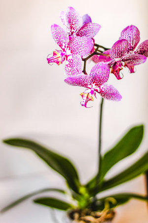 Branch of blooming purple orchid close-up, phalaenopsis.の写真素材
