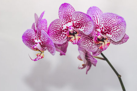 Branch of blooming purple orchid close-up, phalaenopsis.の写真素材