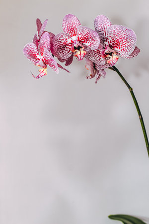 Branch of blooming purple orchid close-up, phalaenopsis.の写真素材