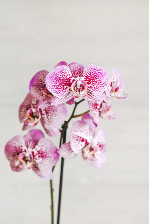 Branch of blooming purple orchid close-up, phalaenopsis.の写真素材