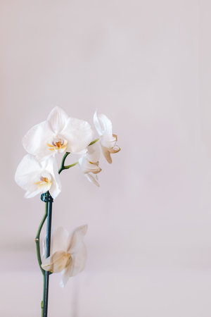 Branch of blooming white orchid close-up, phalaenopsis.の写真素材