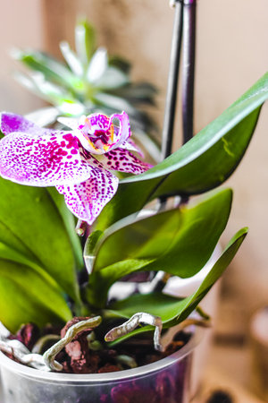 Branch of blooming purple orchid close-up, phalaenopsis.の写真素材