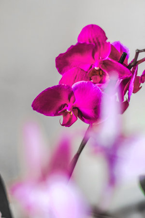 Branch of blooming purple orchid close-up, phalaenopsis.の写真素材