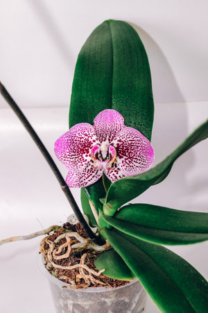 Branch of blooming purple orchid close-up, phalaenopsis.の写真素材