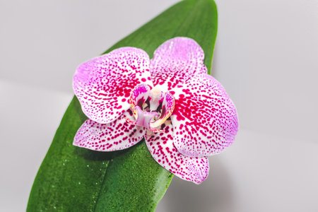 Branch of blooming purple orchid close-up, phalaenopsis.の写真素材
