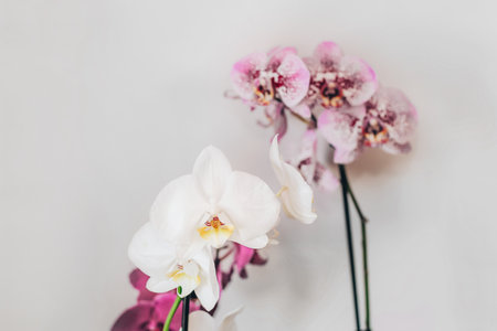 Branch of blooming purple orchid close-up, phalaenopsis.の写真素材