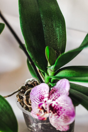 Branch of blooming purple orchid close-up, phalaenopsis.の写真素材