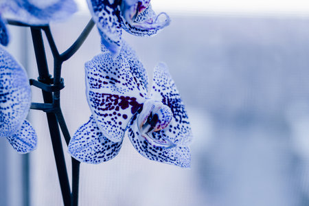 Branch of blooming purple orchid close-up, phalaenopsis.の写真素材