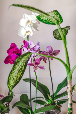 Branch of blooming purple orchid close-up, phalaenopsis.の写真素材