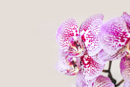 Branch of blooming purple orchid close-up, phalaenopsis.の写真素材