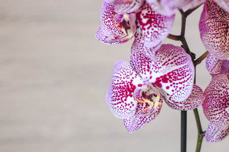 Branch of blooming purple orchid close-up, phalaenopsis.の写真素材