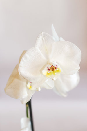 Branch of blooming white orchid close-up, phalaenopsis.の写真素材