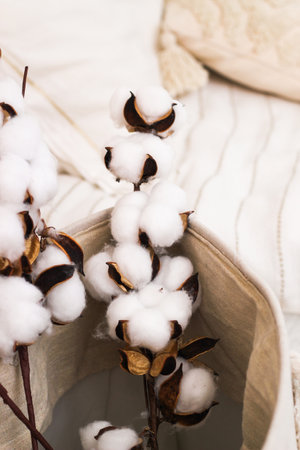 Sprigs of cotton stand in a vase as a decoration of the interior and decor.の写真素材