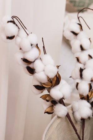 Sprigs of cotton stand in a vase as a decoration of the interior and decor.の写真素材
