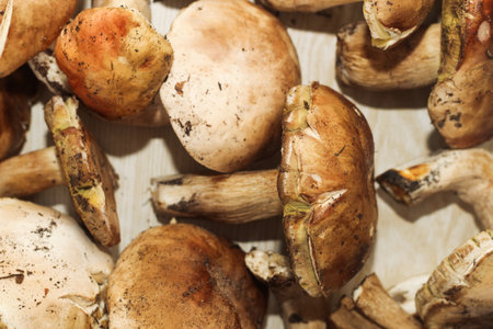Boletus edulis on a table made of brown boards preparation for eating.の写真素材