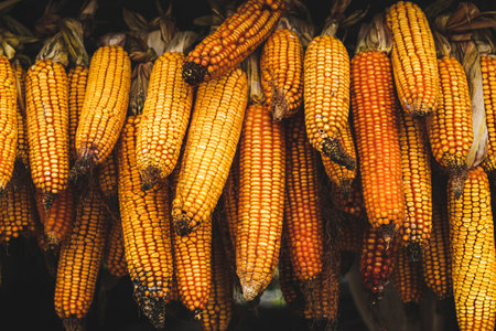 Harvest heads of corn hanging in a farm for animal feedの写真素材