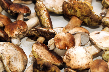 Boletus edulis on a table made of brown boards preparation for eating.の写真素材