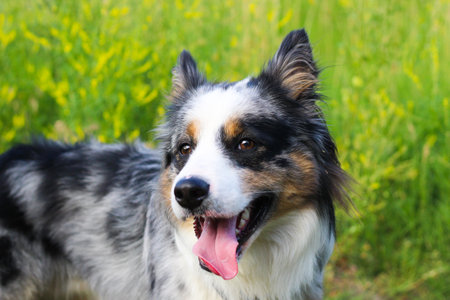 A dog of the Australian Shepherd breed with brown eyes on a walk, close-up.の写真素材