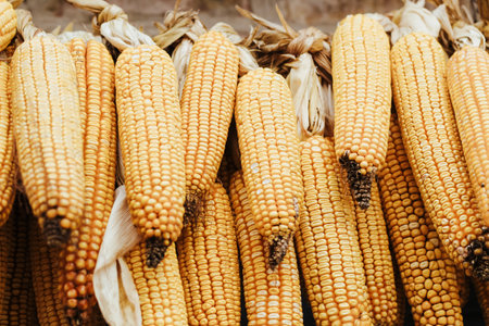 Harvest heads of corn hanging in a farm for animal feedの写真素材
