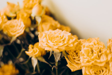 Small yellow bush roses on a white background with a place for text.の写真素材