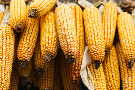 Harvest heads of corn hanging in a farm for animal feedの写真素材