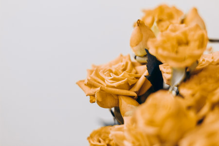 Small yellow bush roses on a white background with a place for text.の写真素材