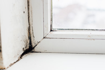 A blackened blooming fungus in the corner of the window.の写真素材