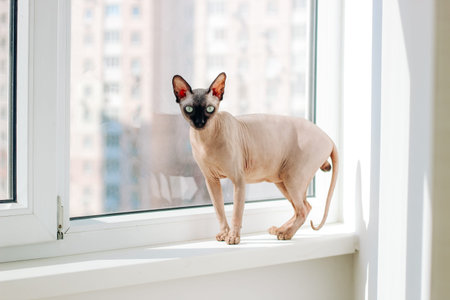 Canadian bald cat purebred sphynx, wrinkled pet without fur.の写真素材