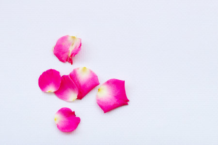 Petals of pink roses on a white background with a place for text.の写真素材