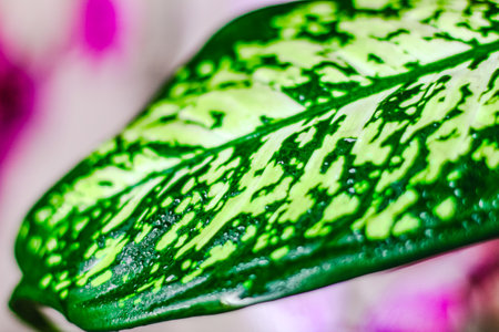 Dieffenbachia leaf close-up with water drops.の写真素材
