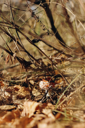 Mushroom poisonous amanita muscaria grows in the autumn forest.の写真素材