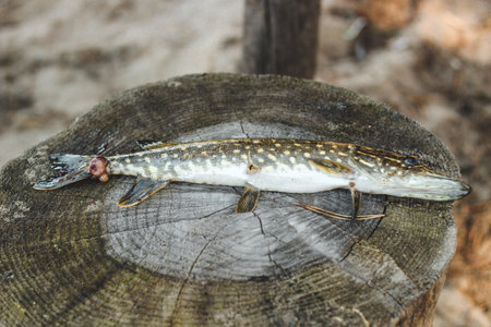 Pike fish caught by a fisherman with a wound from a bite, illness.の写真素材