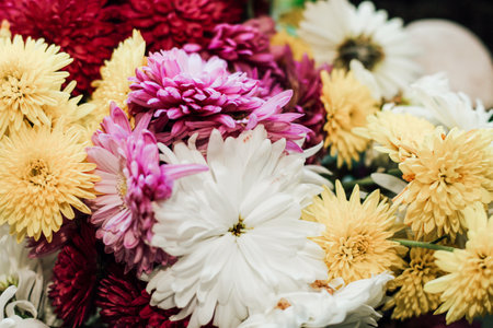 Chrysanthemum flowers of different colors close-up.の写真素材