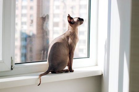 Canadian bald cat purebred sphynx, wrinkled pet without fur.の写真素材