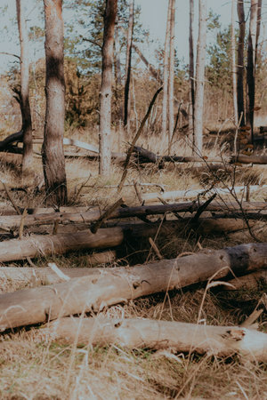 Landscape autumn forest warm brown processing.の写真素材