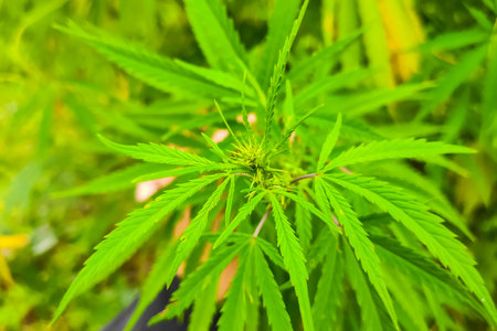 Close-up green cannabis plant with leaves.の写真素材