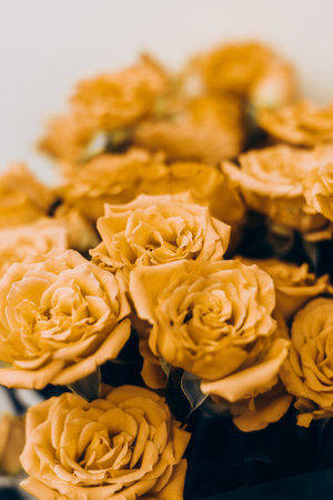 Small yellow bush roses on a white background with a place for text.の写真素材