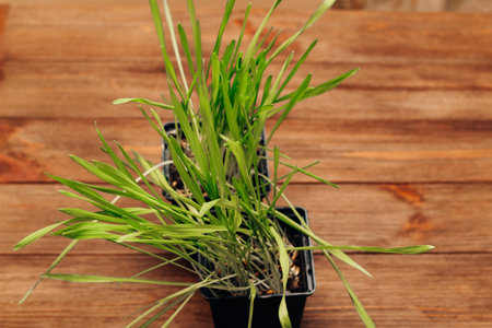 Sprouted wheat vitamin grass for animals, for cats.の写真素材