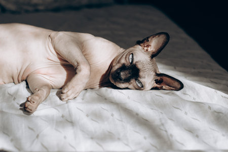Canadian bald Sphynx cat with blue eyes lies on the bed.の写真素材