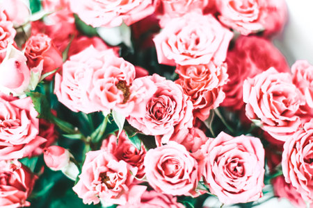 Small pink bush roses on a white background with a place for textの写真素材