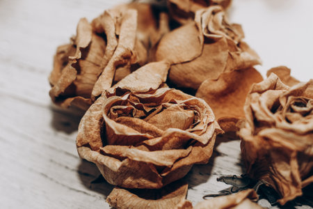 Dried wilted brown roses close up.の写真素材