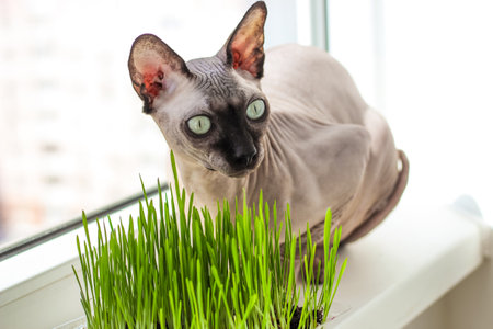 The Canadian sphynx cat eats sprouted wheat grass for animals.の写真素材