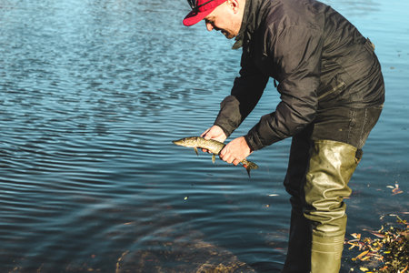 The fisherman releases the caught pike fish back into the river.の写真素材