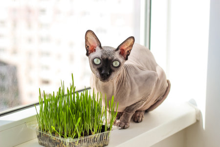 The Canadian sphynx cat eats sprouted wheat grass for animals.の写真素材