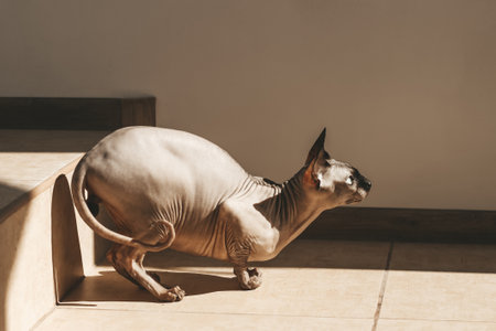 Canadian bald Sphynx cat with blue eyes basking in the sun.の写真素材
